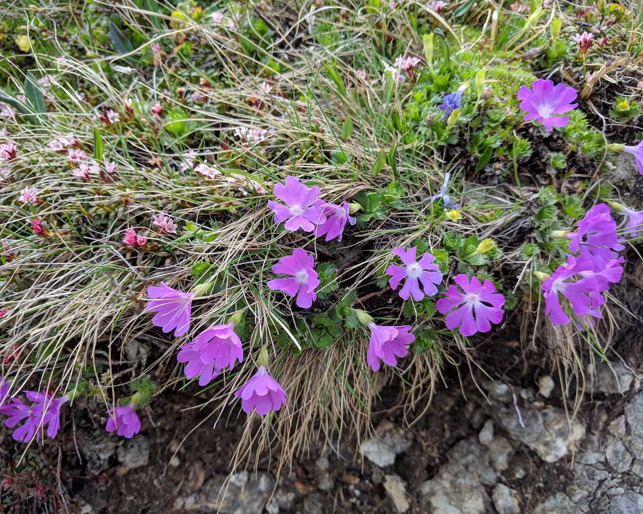 Primula minima / Primula ventaglina